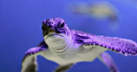 السلاحف البحرية توقع مطعم فرنسي في مشكلة